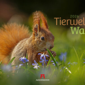 Tierwelt Wald 2026